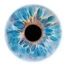 WellScanLife Interface – WebWellness Platform